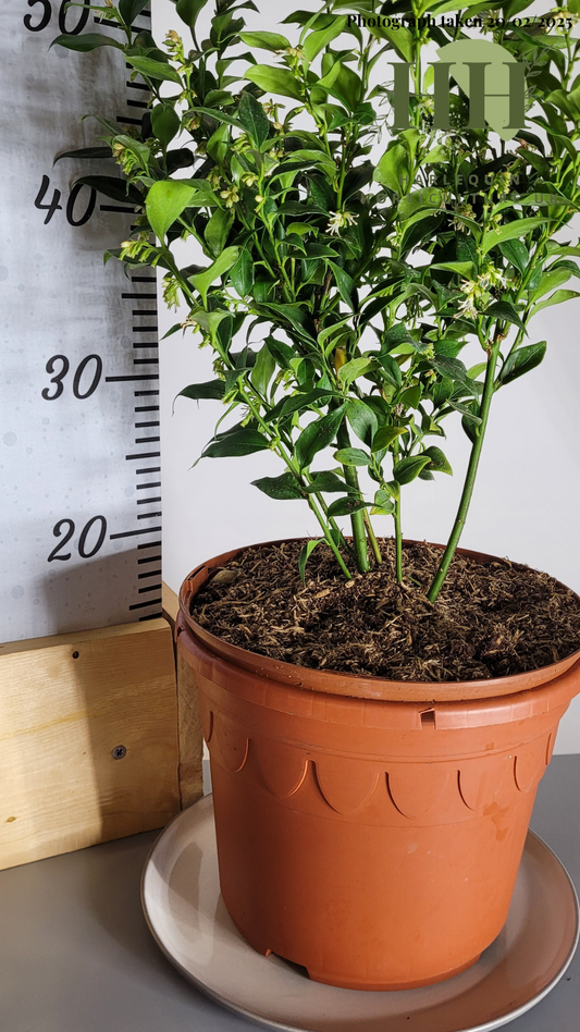 Sarcococca ruscifolia | Evergreen Shrub | Size: 5 litre, 22.5cm Pot | Current Height: 55cm, Pot included