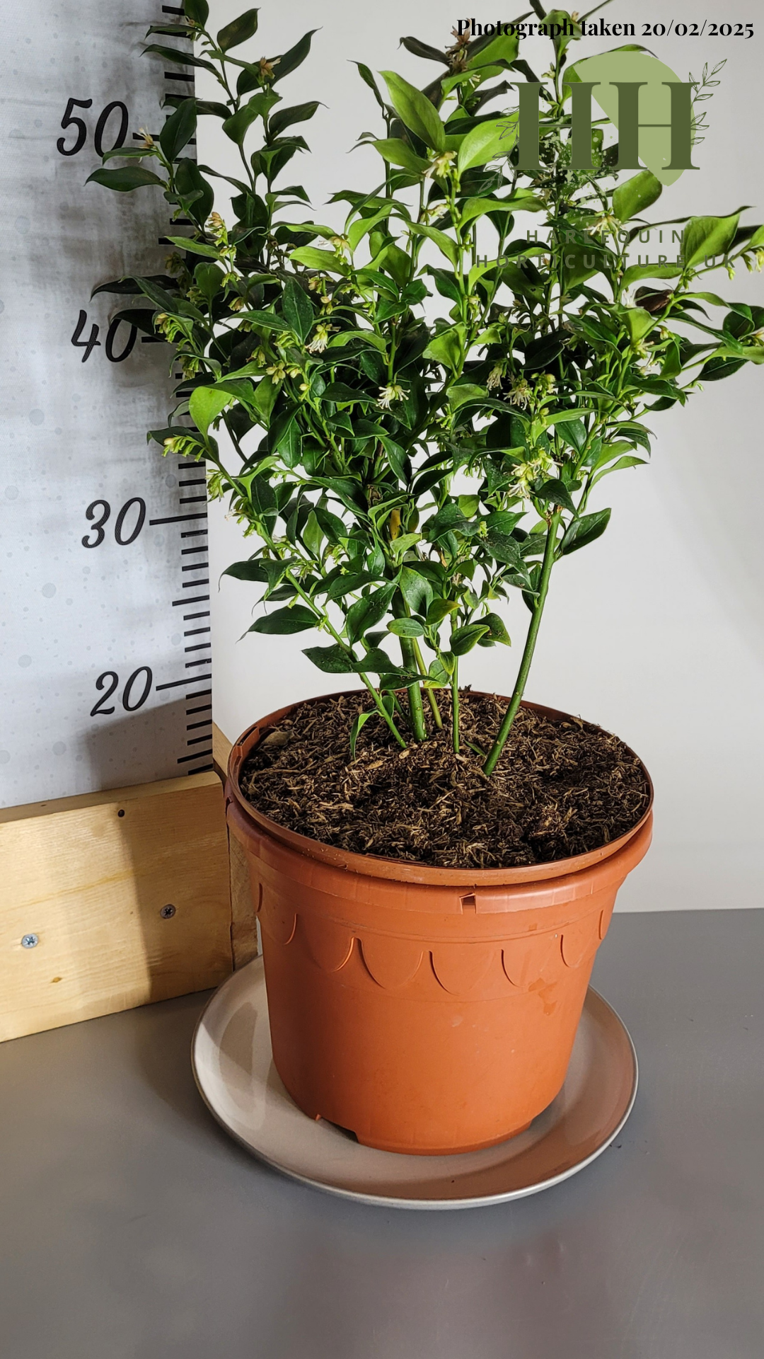 Sarcococca ruscifolia | Evergreen Shrub | Size: 5 litre, 22.5cm Pot | Current Height: 55cm, Pot included