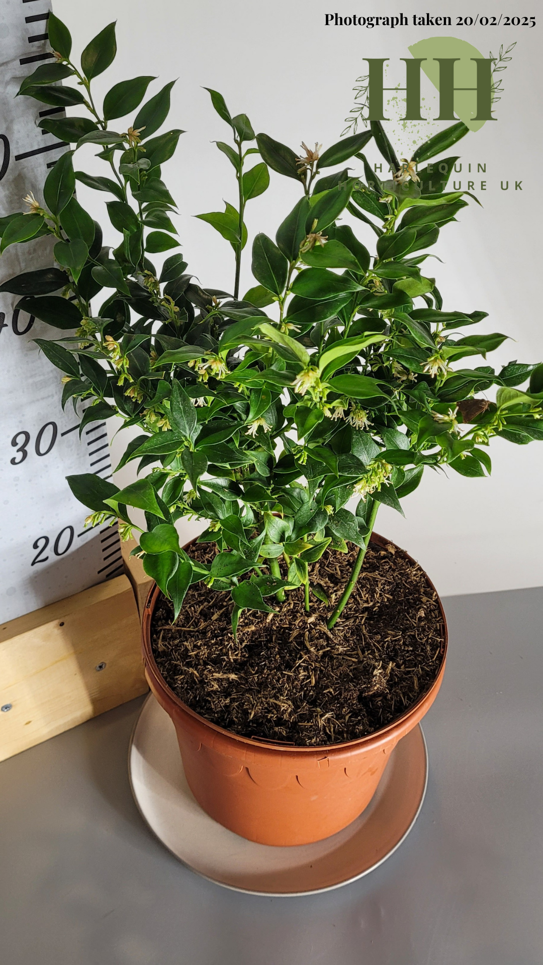 Sarcococca ruscifolia | Evergreen Shrub | Size: 5 litre, 22.5cm Pot | Current Height: 55cm, Pot included