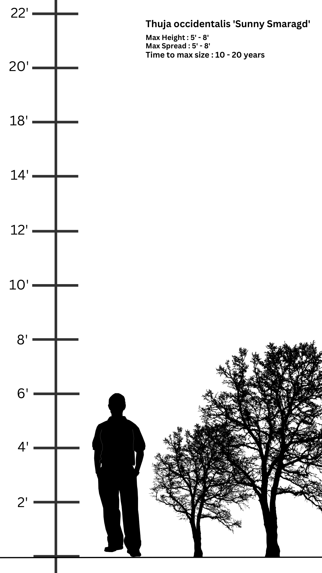 Thuja occidentalis 'Sunny Smaragd' | Evergreen Conifer | Size: 5 litre, 22.5cm Pot | Current Height: 60cm, Pot included