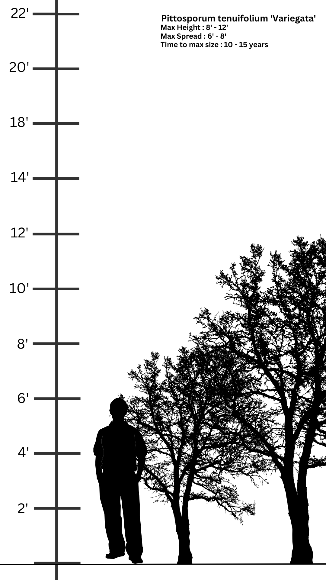 Pittosporum tenuifolium 'Variegata' | Evergreen Shrub | Size: 10 litre, 28cm Pot | Current Height: 65cm, Pot included