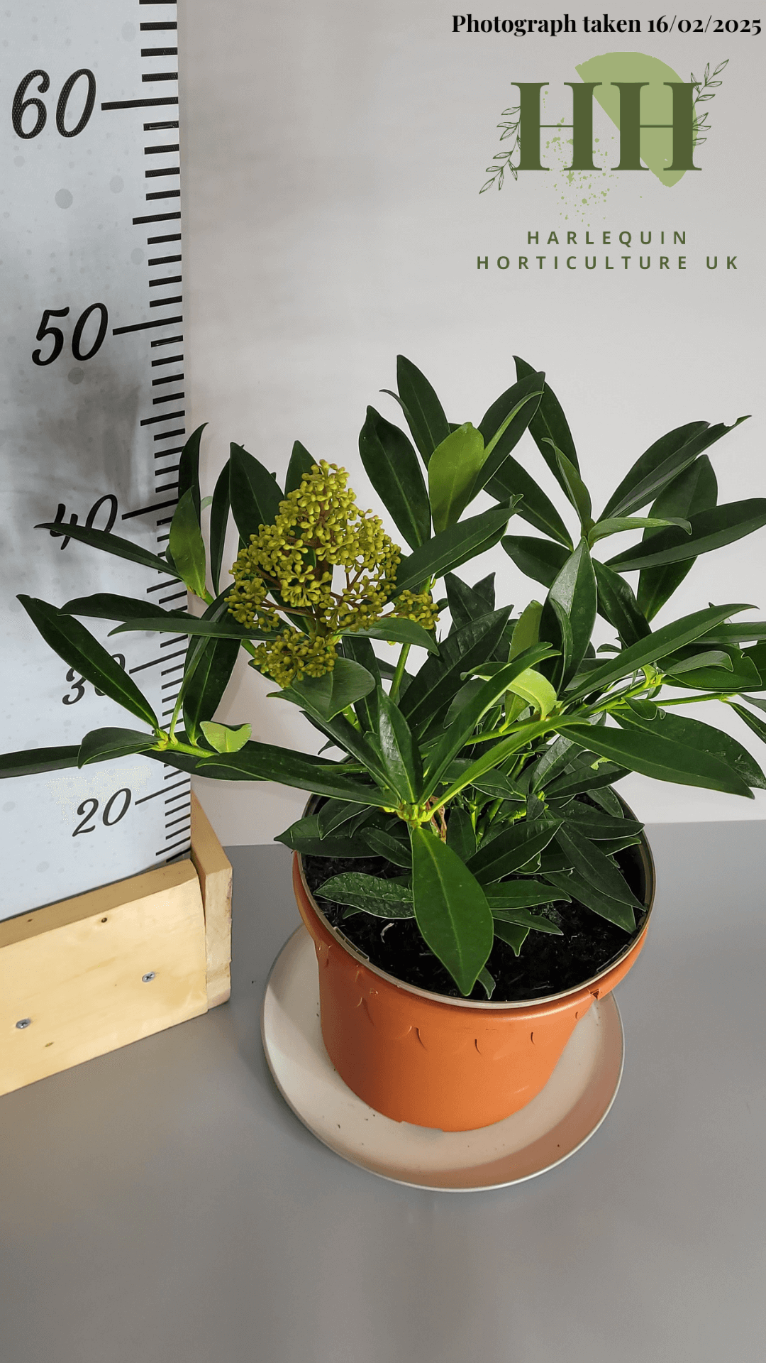 Skimmia confusa 'Kew Green' | Evergreen Shrub | 5 litre, 22.5cm Pot | Current Height: 45cm, Pot included