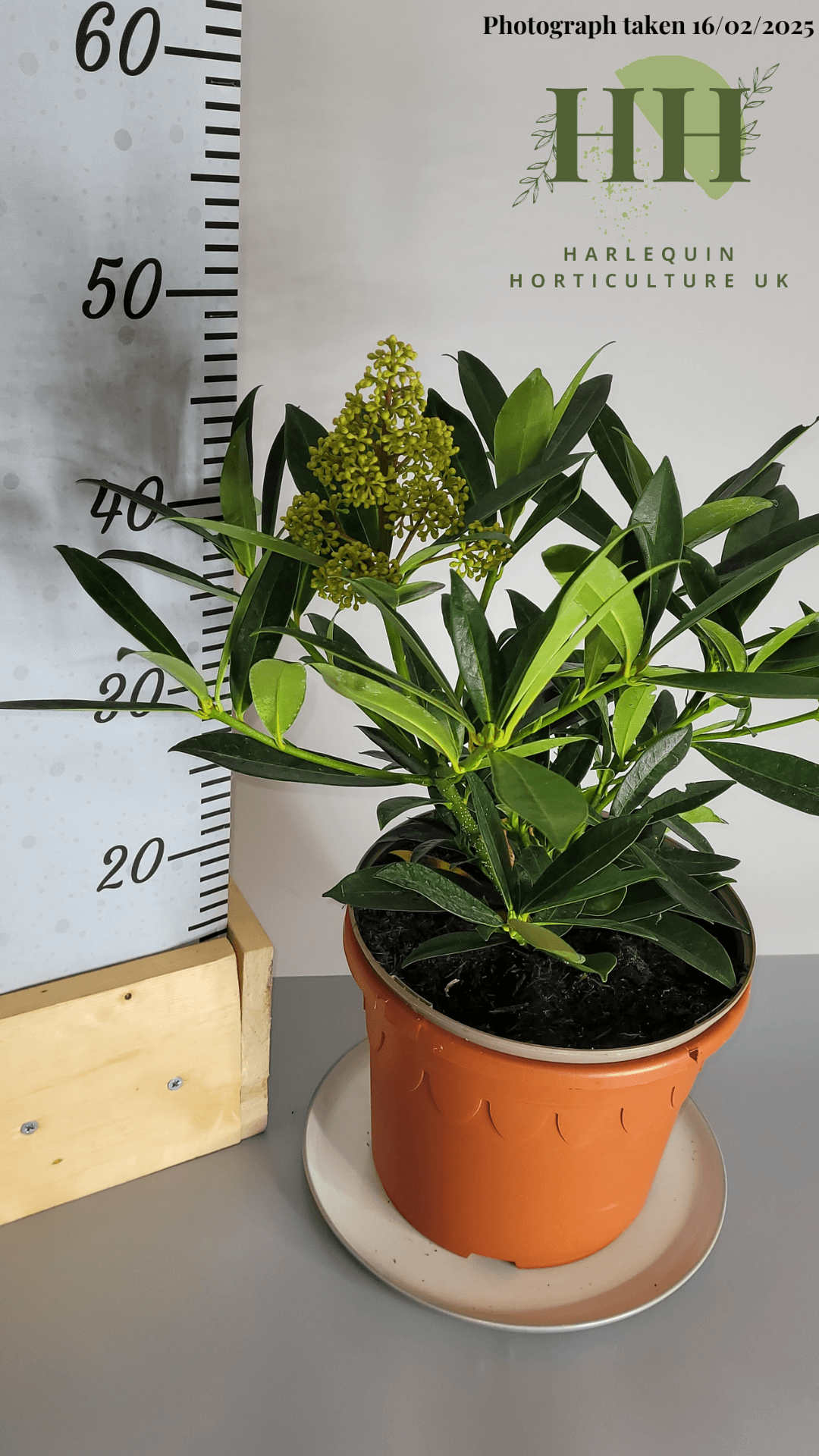 Skimmia confusa 'Kew Green' | Evergreen Shrub | 5 litre, 22.5cm Pot | Current Height: 45cm, Pot included