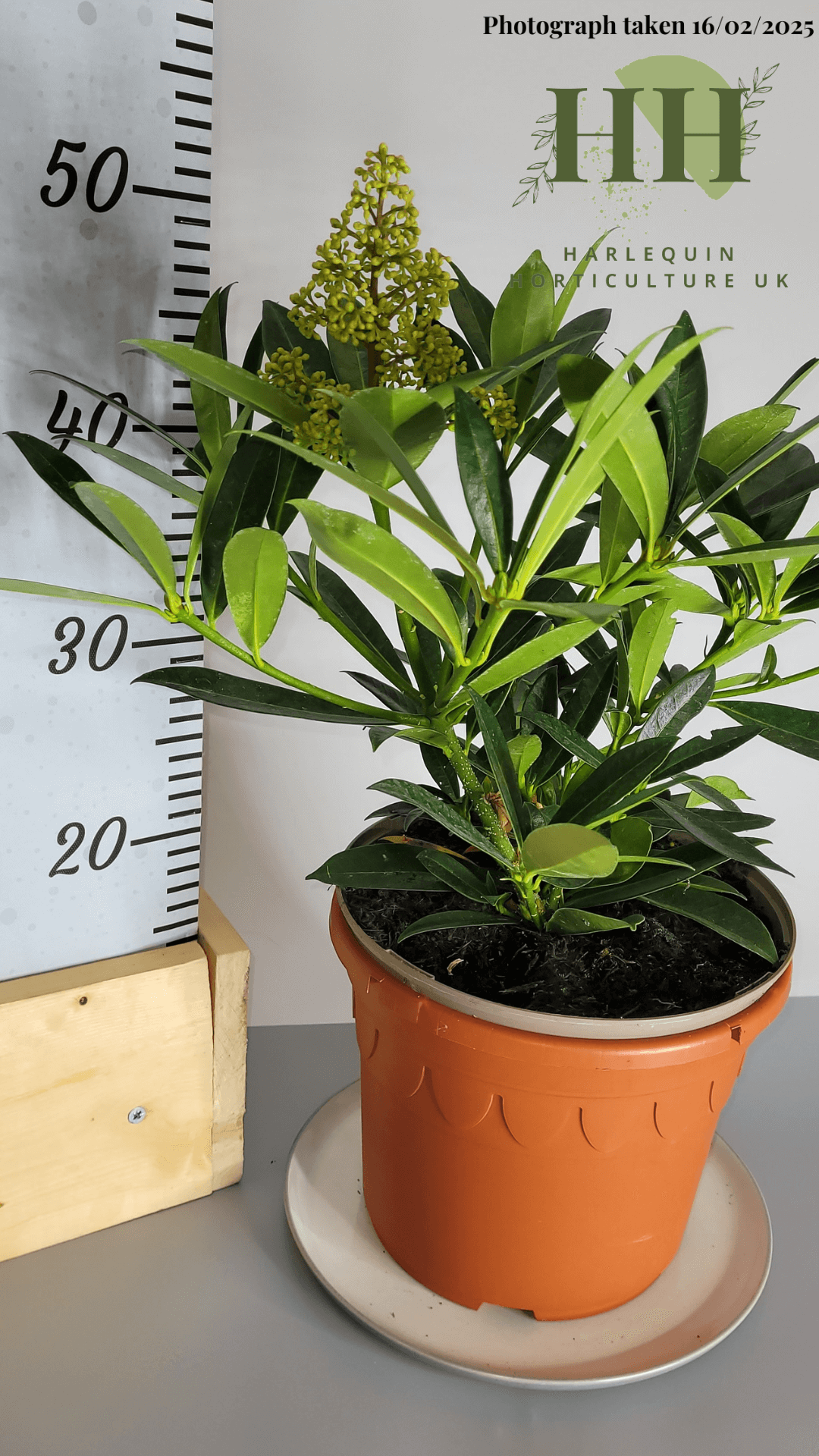 Skimmia confusa 'Kew Green' | Evergreen Shrub | 5 litre, 22.5cm Pot | Current Height: 45cm, Pot included