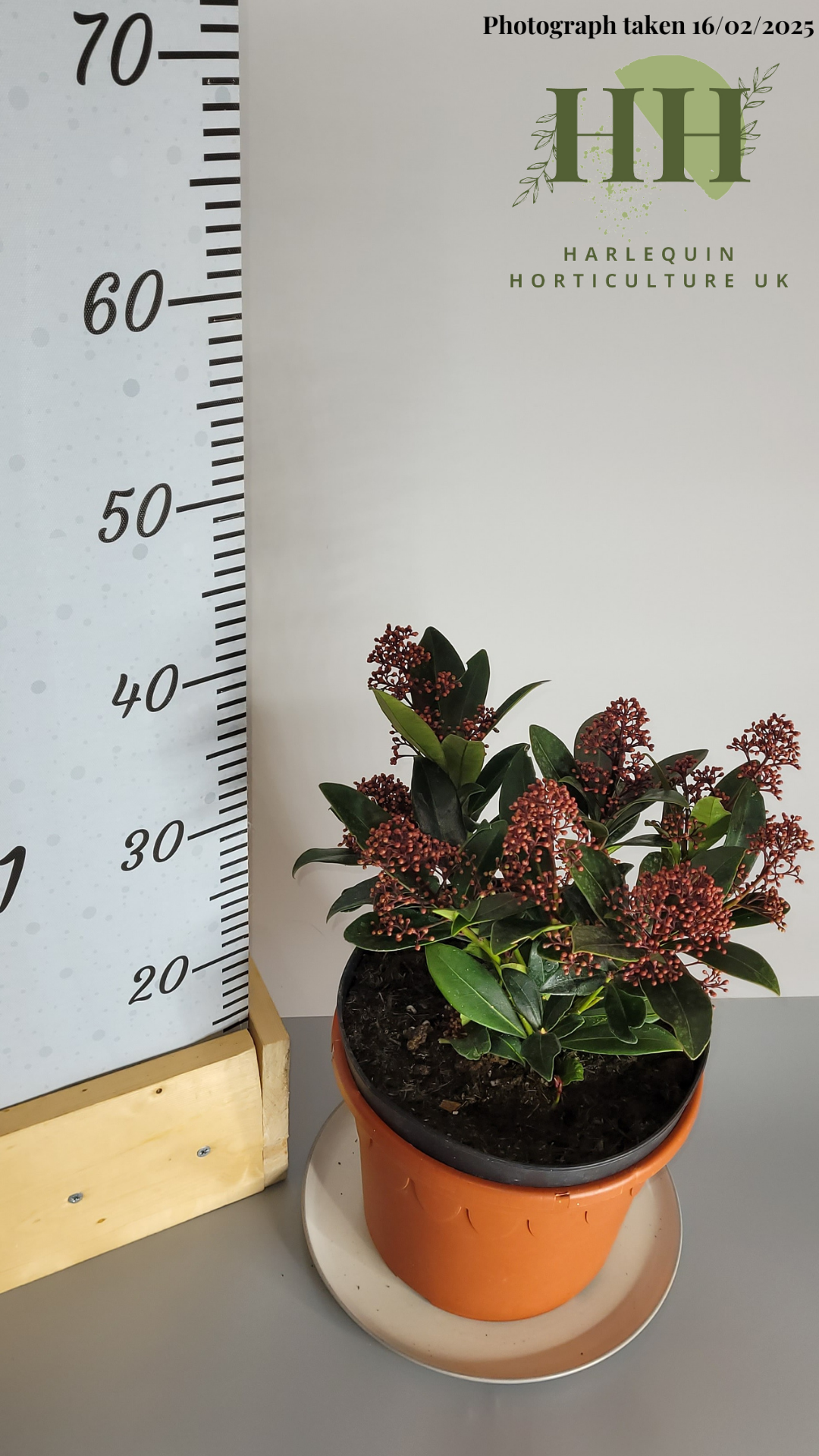 Skimmia confusa rubella | Evergreen Shrub | Size: 5 litre, 22.5cm Pot | Current Height: 40cm, Pot included