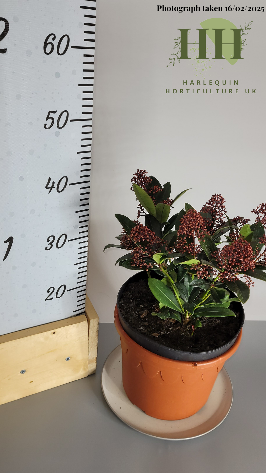 Skimmia confusa rubella | Evergreen Shrub | Size: 5 litre, 22.5cm Pot | Current Height: 40cm, Pot included