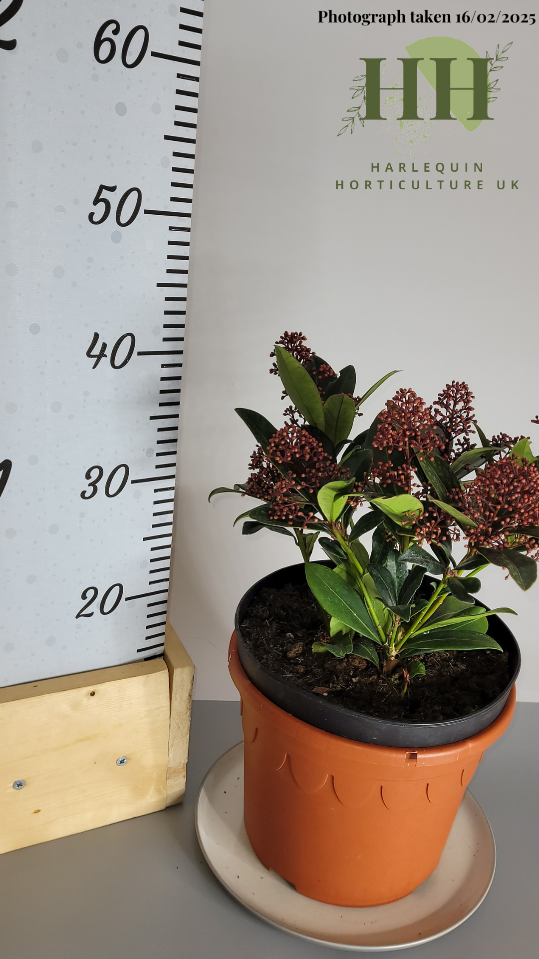 Skimmia confusa rubella | Evergreen Shrub | Size: 5 litre, 22.5cm Pot | Current Height: 40cm, Pot included