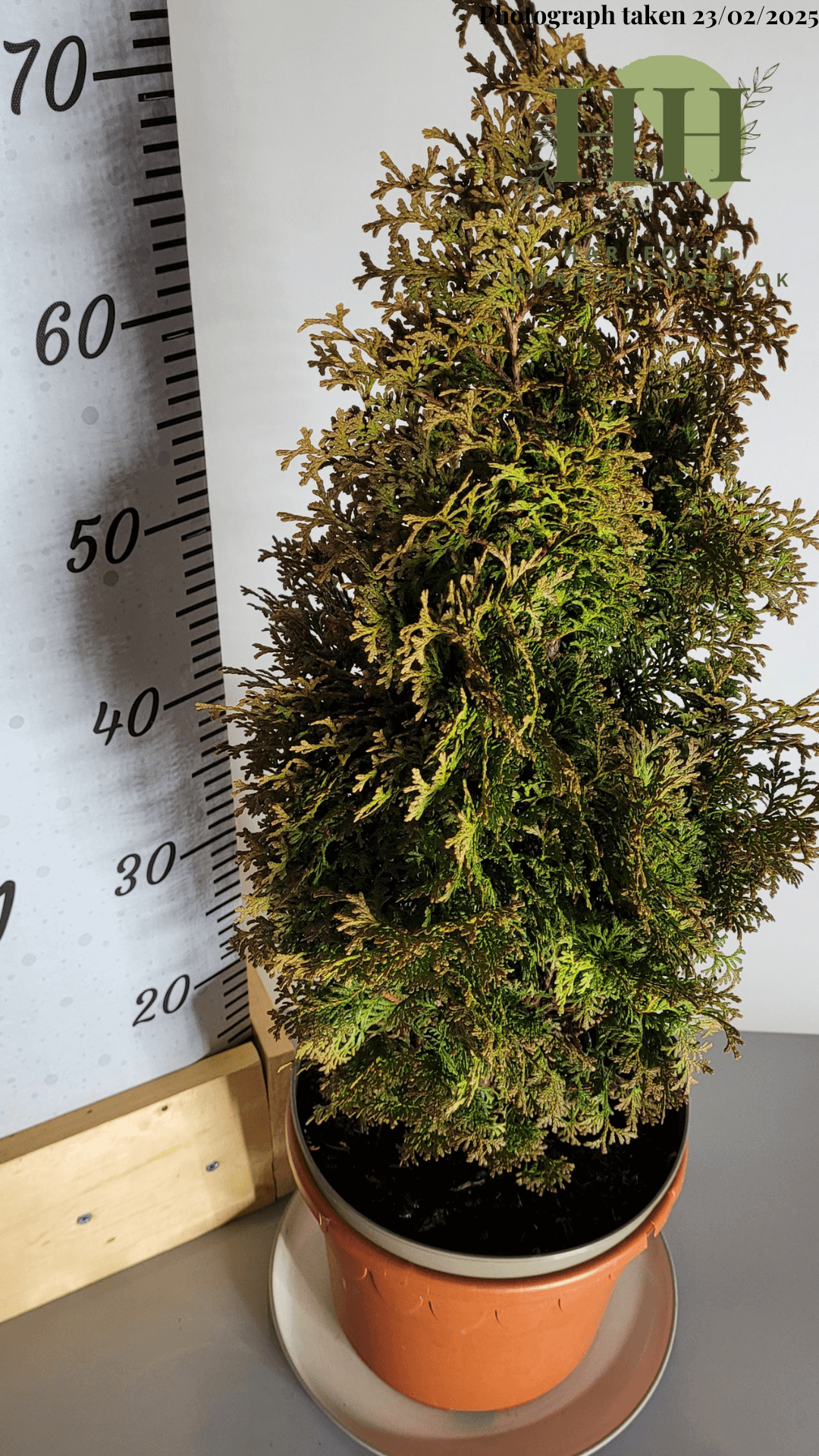 Thuja occidentalis 'Hurricane' | Evergreen Conifer | Size: 5 litre, 22.5cm Pot | Current Height: 70cm, Pot included