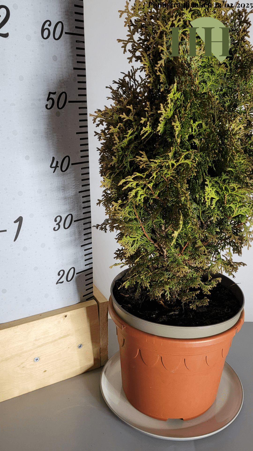 Thuja occidentalis 'Hurricane' | Evergreen Conifer | Size: 5 litre, 22.5cm Pot | Current Height: 70cm, Pot included