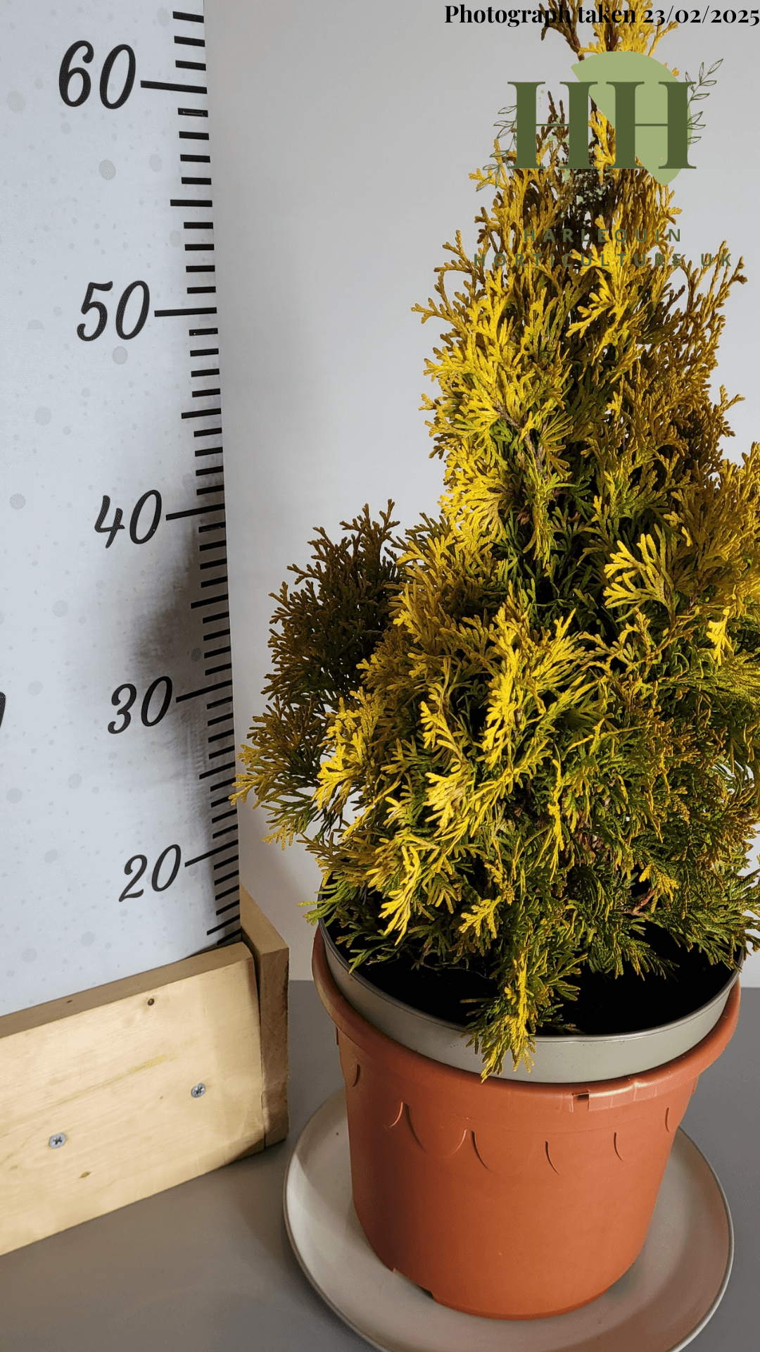 Thuja occidentalis 'Sunny Smaragd' | Evergreen Conifer | Size: 5 litre, 22.5cm Pot | Current Height: 60cm, Pot included
