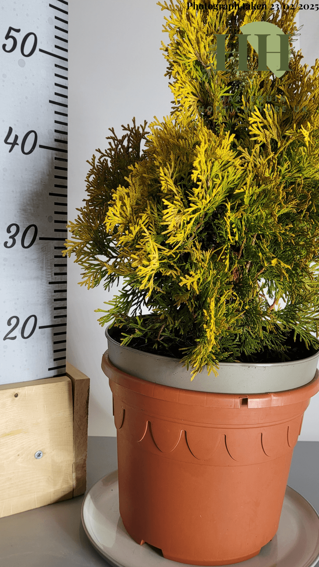 Thuja occidentalis 'Sunny Smaragd' | Evergreen Conifer | Size: 5 litre, 22.5cm Pot | Current Height: 60cm, Pot included