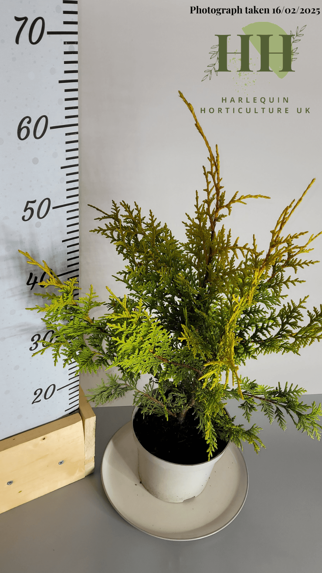 Thuja occidentalis 'King of Brabant' | Evergreen Conifer | 2 litre, 17cm Pot | Current Height: 60cm, Pot included