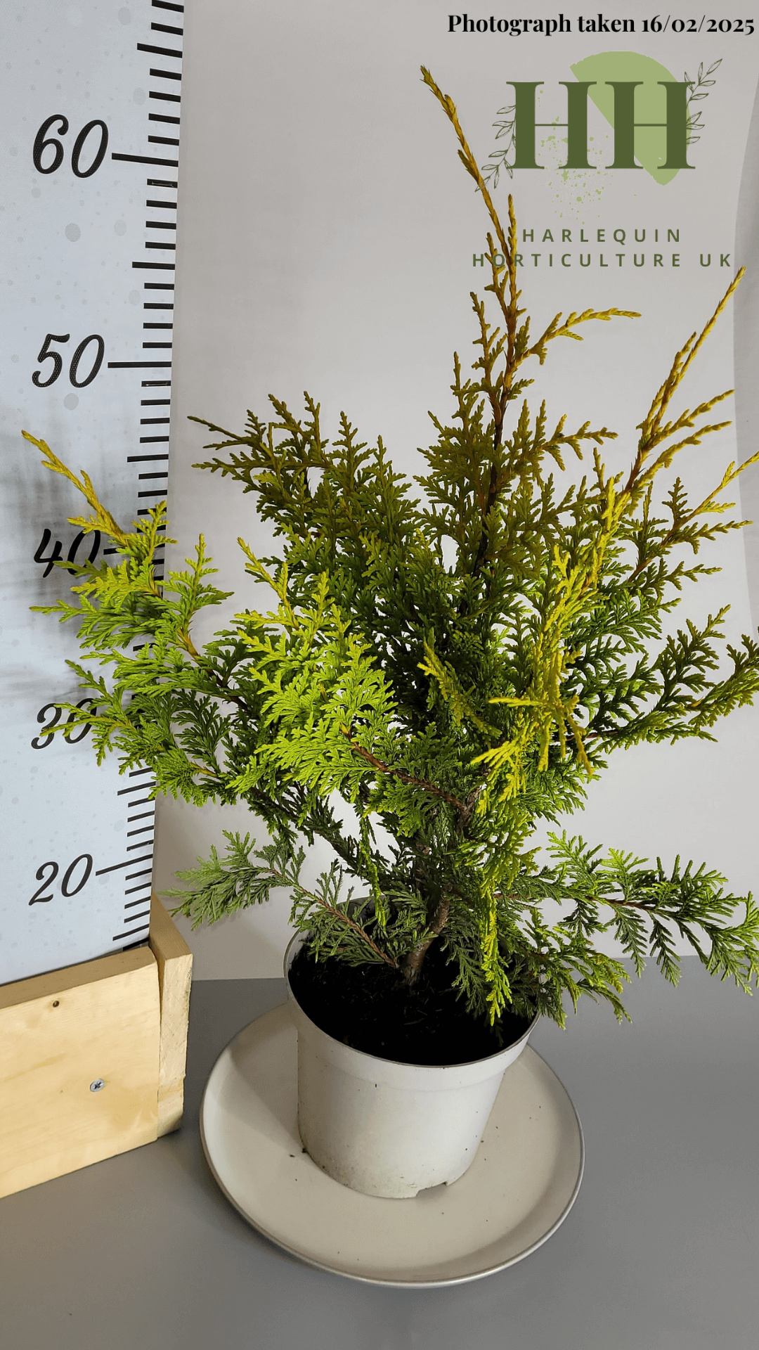 Thuja occidentalis 'King of Brabant' | Evergreen Conifer | 2 litre, 17cm Pot | Current Height: 60cm, Pot included