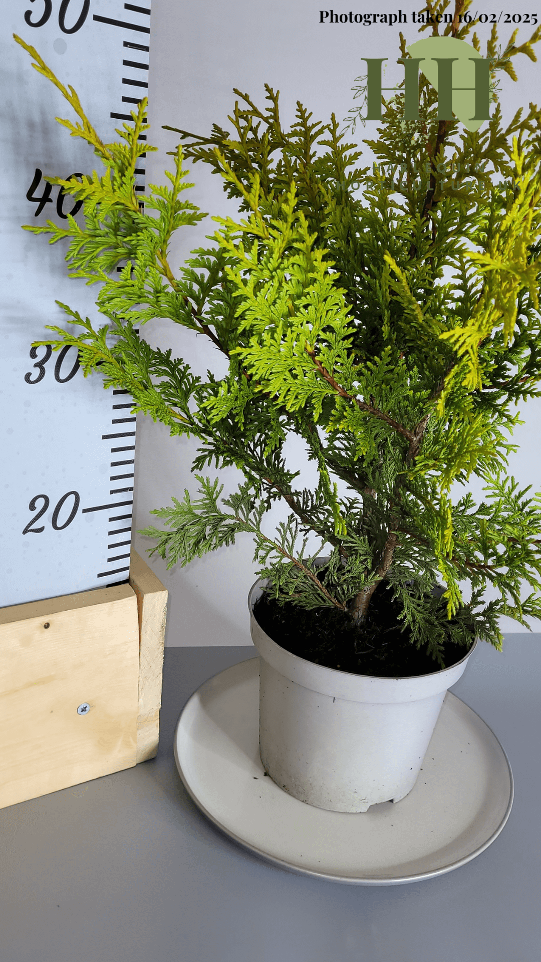 Thuja occidentalis 'King of Brabant' | Evergreen Conifer | 2 litre, 17cm Pot | Current Height: 60cm, Pot included
