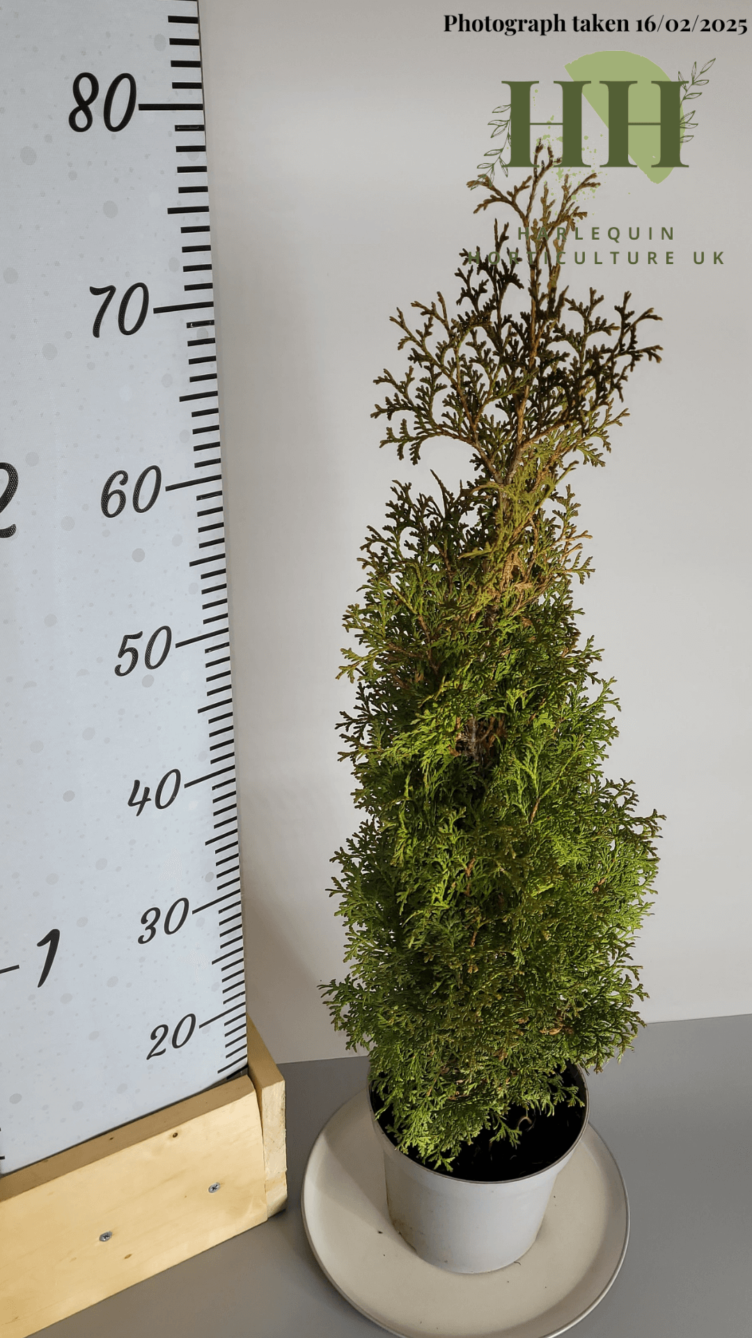 Thuja occidentalis 'Pyramidalis Compacta' | Evergreen Conifer | 2 litre, 17cm Pot | Current Height: 80cm, Pot included