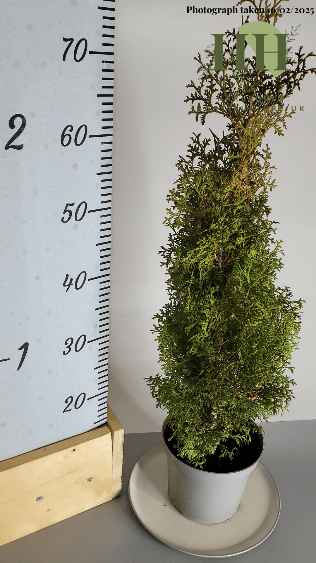 Thuja occidentalis 'Pyramidalis Compacta' | Evergreen Conifer | 2 litre, 17cm Pot | Current Height: 80cm, Pot included