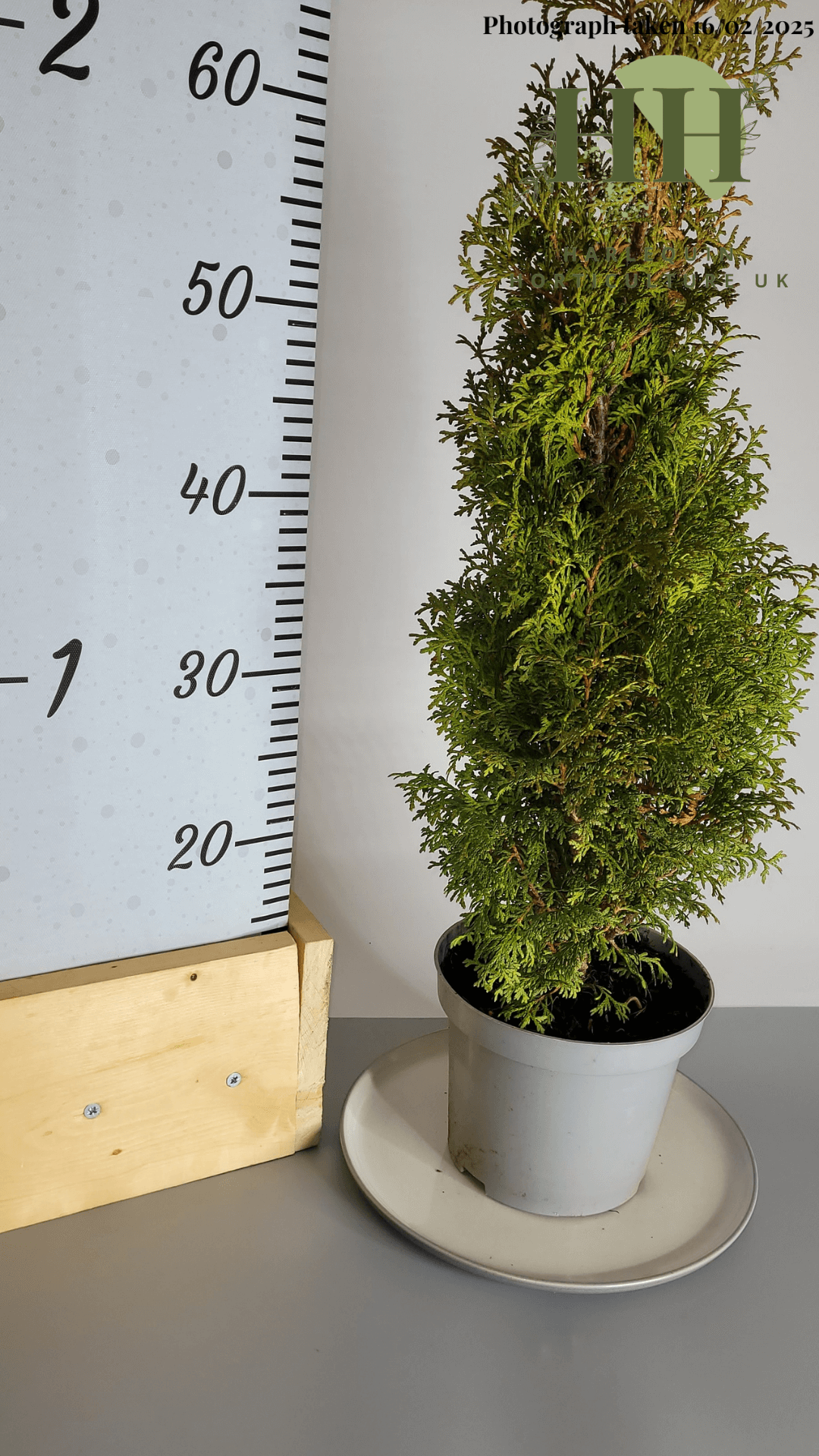 Thuja occidentalis 'Pyramidalis Compacta' | Evergreen Conifer | 2 litre, 17cm Pot | Current Height: 80cm, Pot included