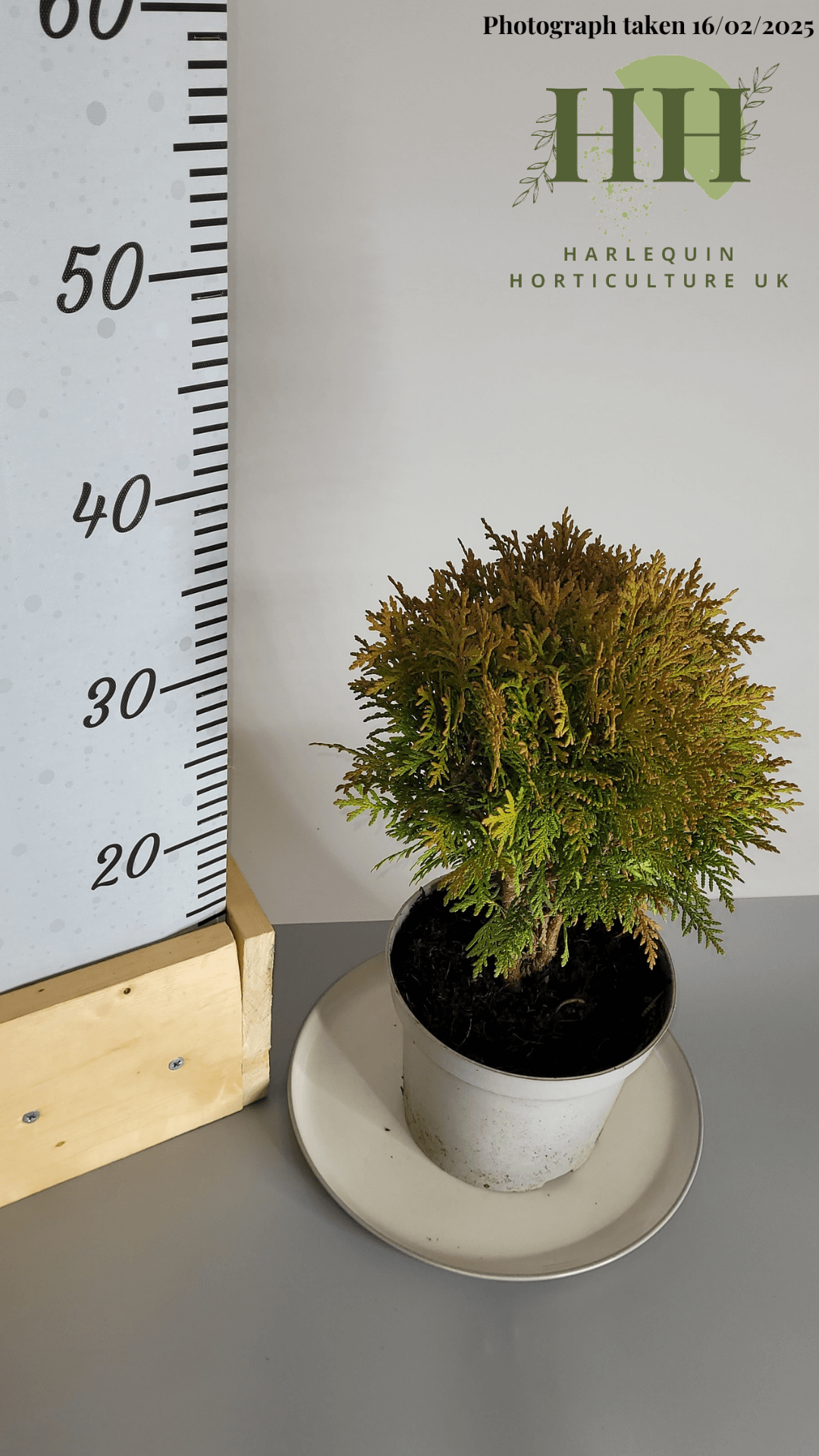 Thuja occidentalis 'Woodwardii' | Evergreen Conifer | 2 litre, 17cm Pot | Current Height: 35cm, Pot included