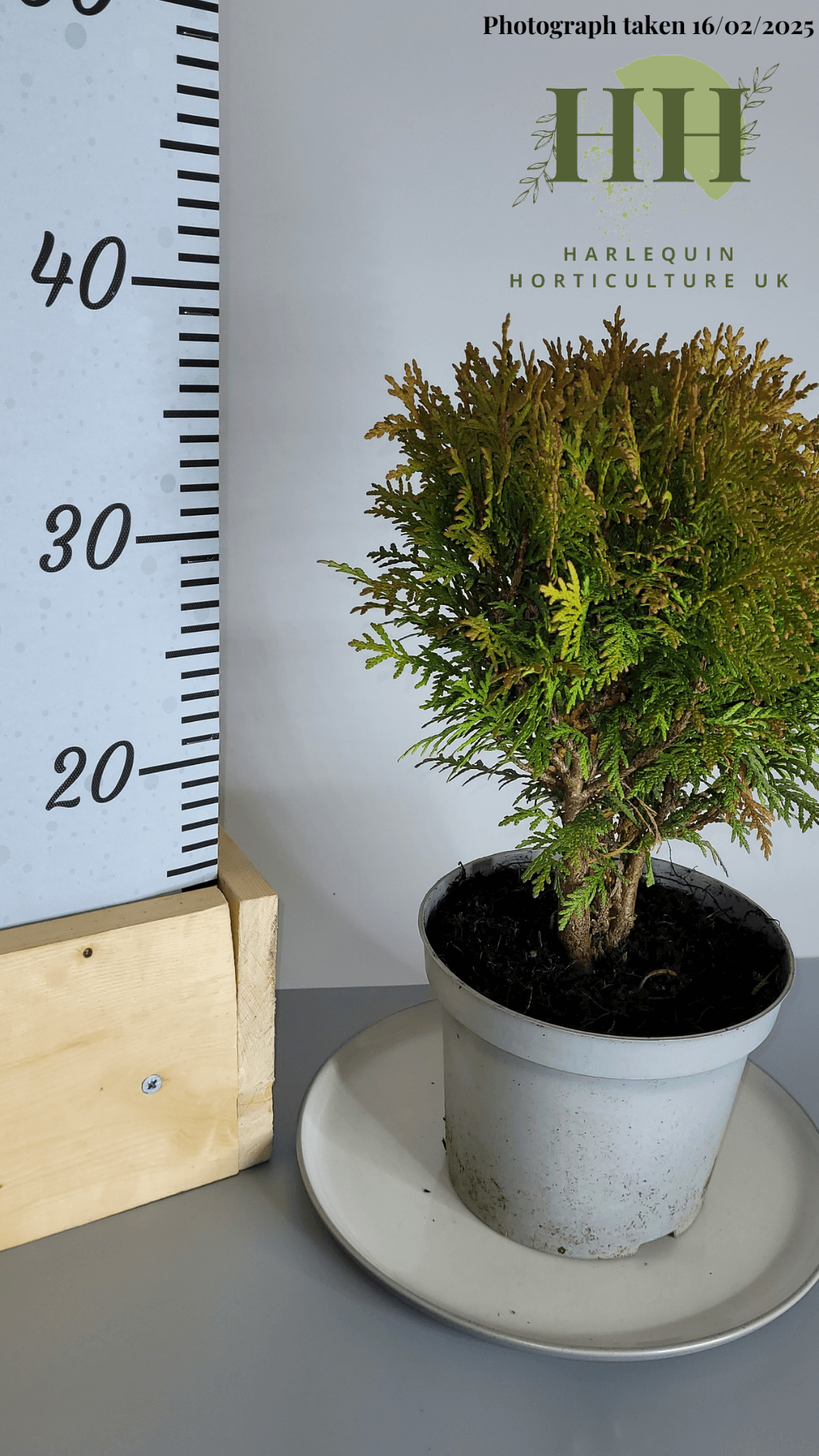 Thuja occidentalis 'Woodwardii' | Evergreen Conifer | 2 litre, 17cm Pot | Current Height: 35cm, Pot included