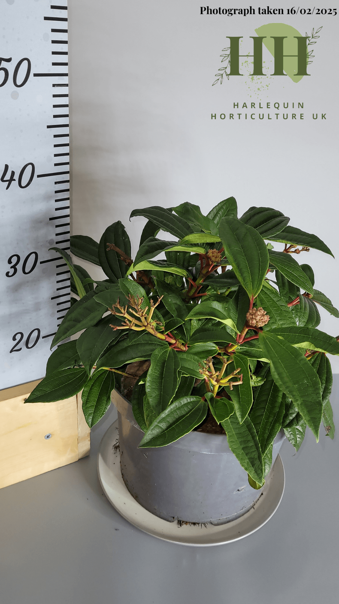 Viburnum davidii | Evergreen Shrub | 7.5 litre, 25cm Pot | Current Height: 35cm, Pot included