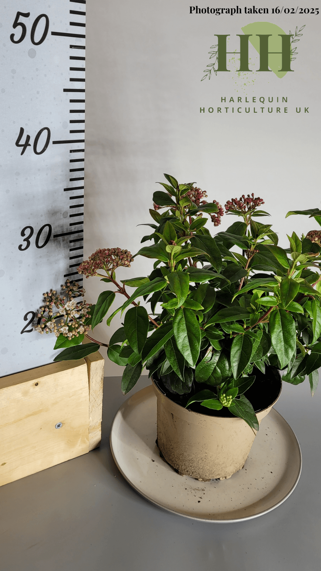 Viburnum tinus 'Eve Price' | Evergreen Shrub | Size: 2 litre, 17cm Pot | Current Height: 35cm, Pot included