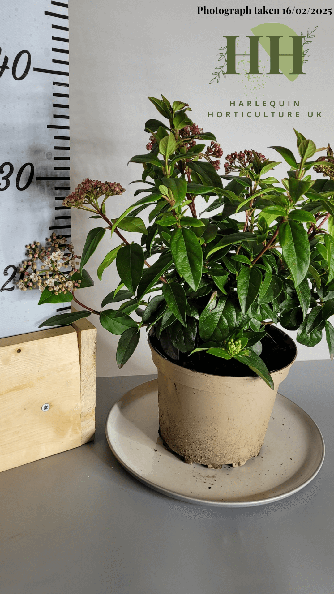 Viburnum tinus 'Eve Price' | Evergreen Shrub | Size: 2 litre, 17cm Pot | Current Height: 35cm, Pot included