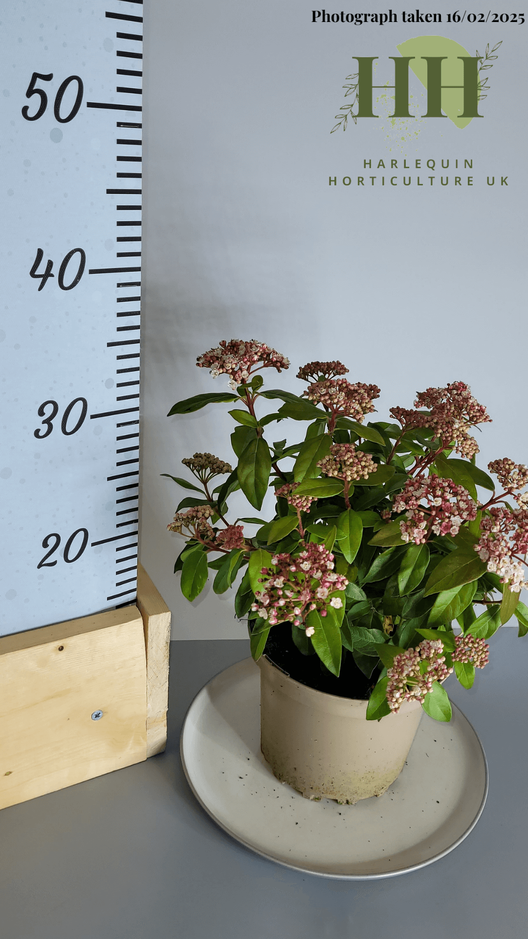 Viburnum tinus 'Spirit' | Evergreen Shrub | Size: 2 litre, 17cm Pot | Current Height: 30cm, Pot included