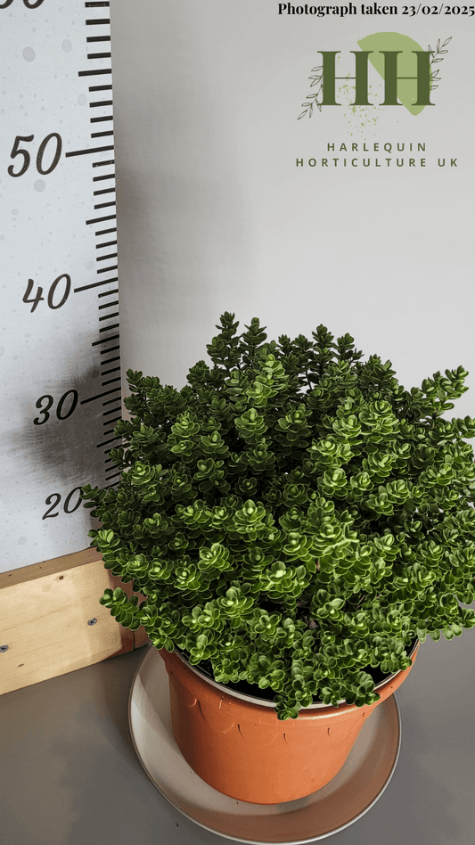 Hebe 'Topiaria' | Evergreen Shrub | Size: 5 litre, 22.5cm Pot | Current Height: 35cm, Pot included