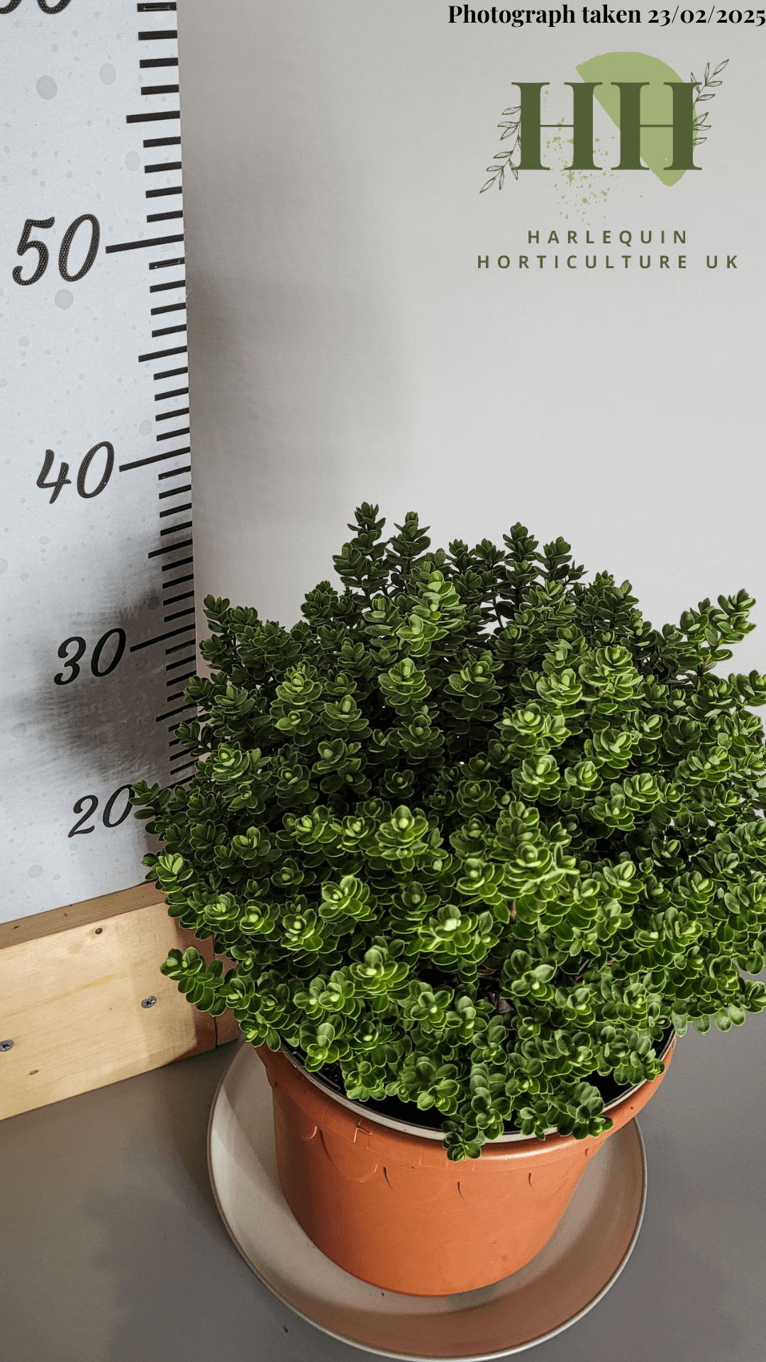 Hebe 'Topiaria' | Evergreen Shrub | Size: 5 litre, 22.5cm Pot | Current Height: 35cm, Pot included