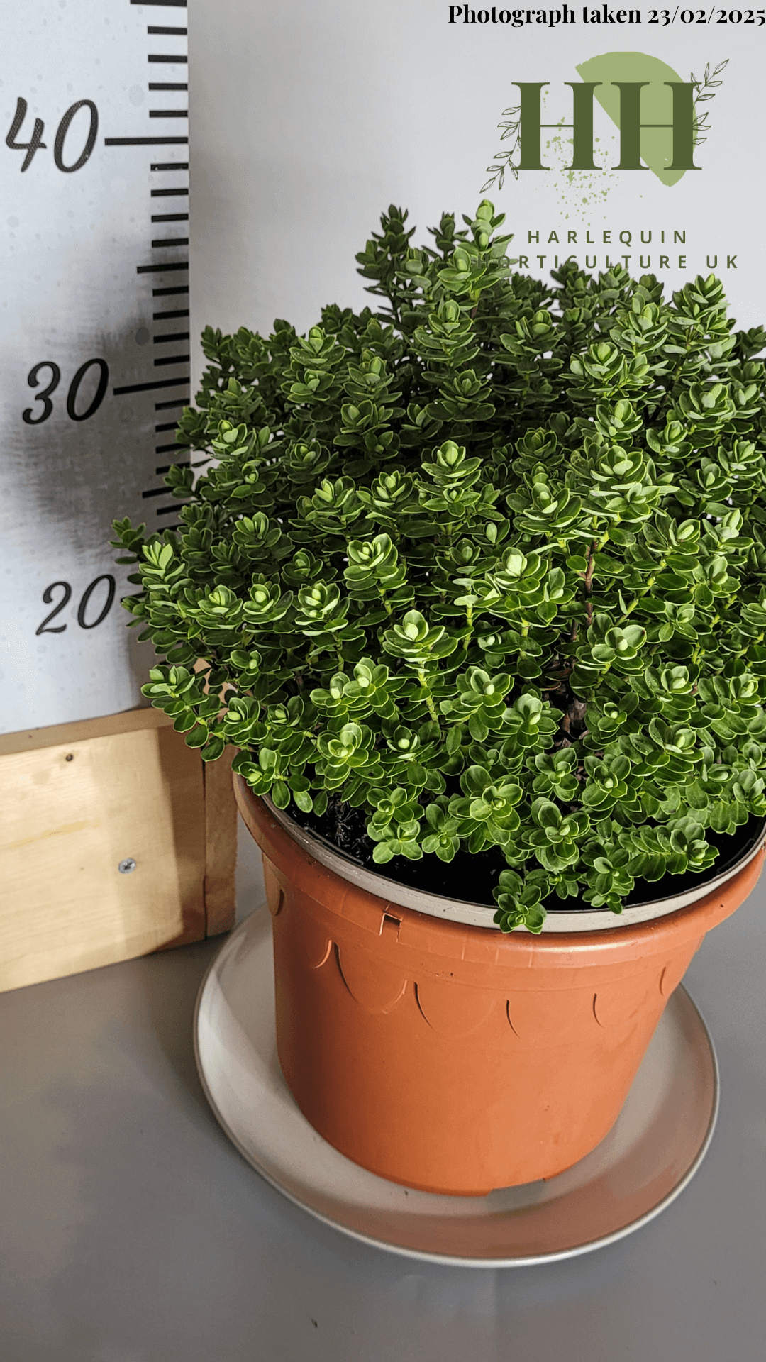 Hebe 'Topiaria' | Evergreen Shrub | Size: 5 litre, 22.5cm Pot | Current Height: 35cm, Pot included