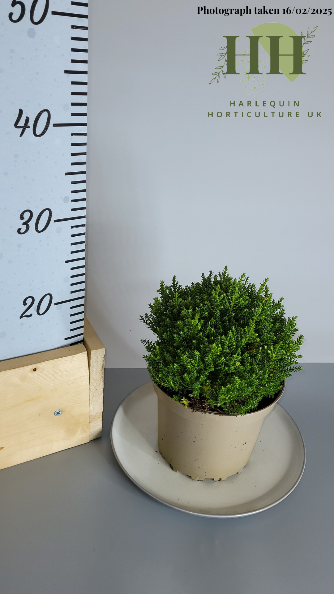 Hebe 'Emerald Gem' | Evergreen Shrub | 2 litre, 17cm Pot | Current Height: 25cm, Pot included