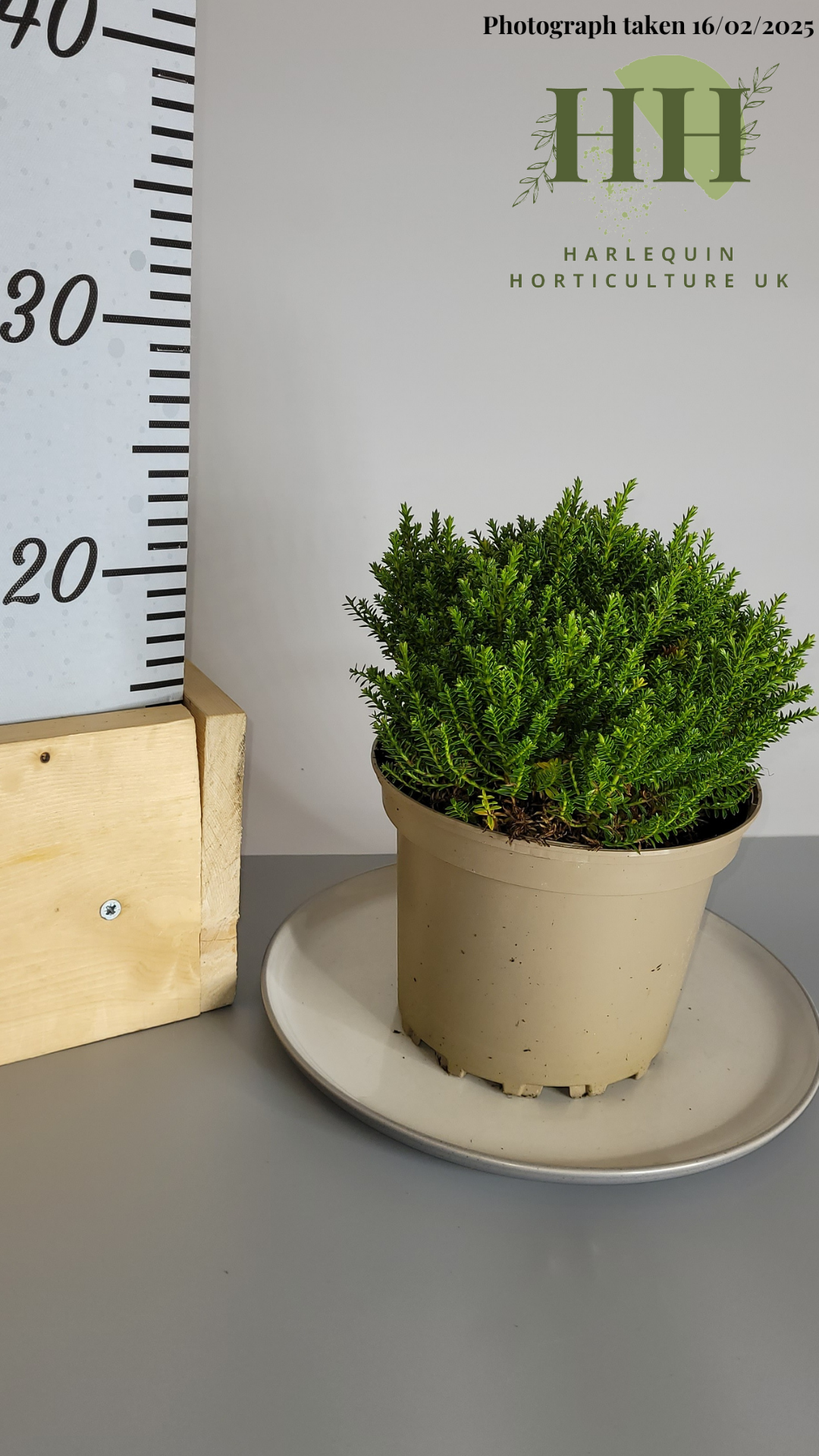 Hebe 'Emerald Gem' | Evergreen Shrub | 2 litre, 17cm Pot | Current Height: 25cm, Pot included