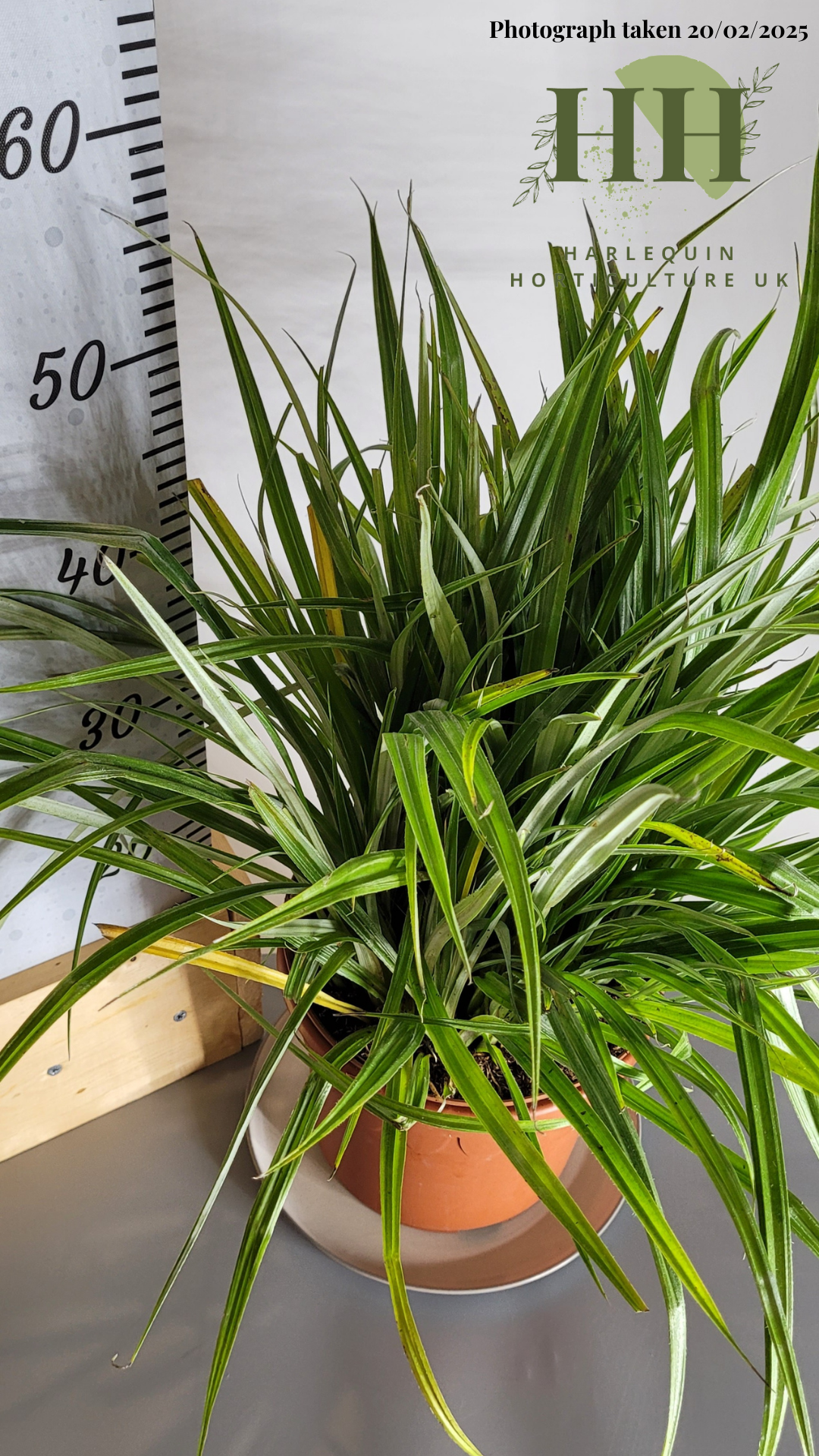 Astelia chathamica 'Silver Spear' | Evergreen Perennial | Size: 5 litre, 22.5cm Pot | Current Height: 50cm, Pot included