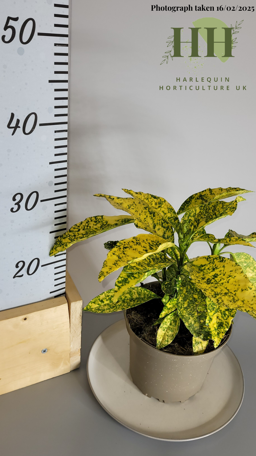 Aucuba japonica 'Gold King' | Evergreen Shrub | 2 litre, 17cm Pot | Current Height: 30cm, Pot included