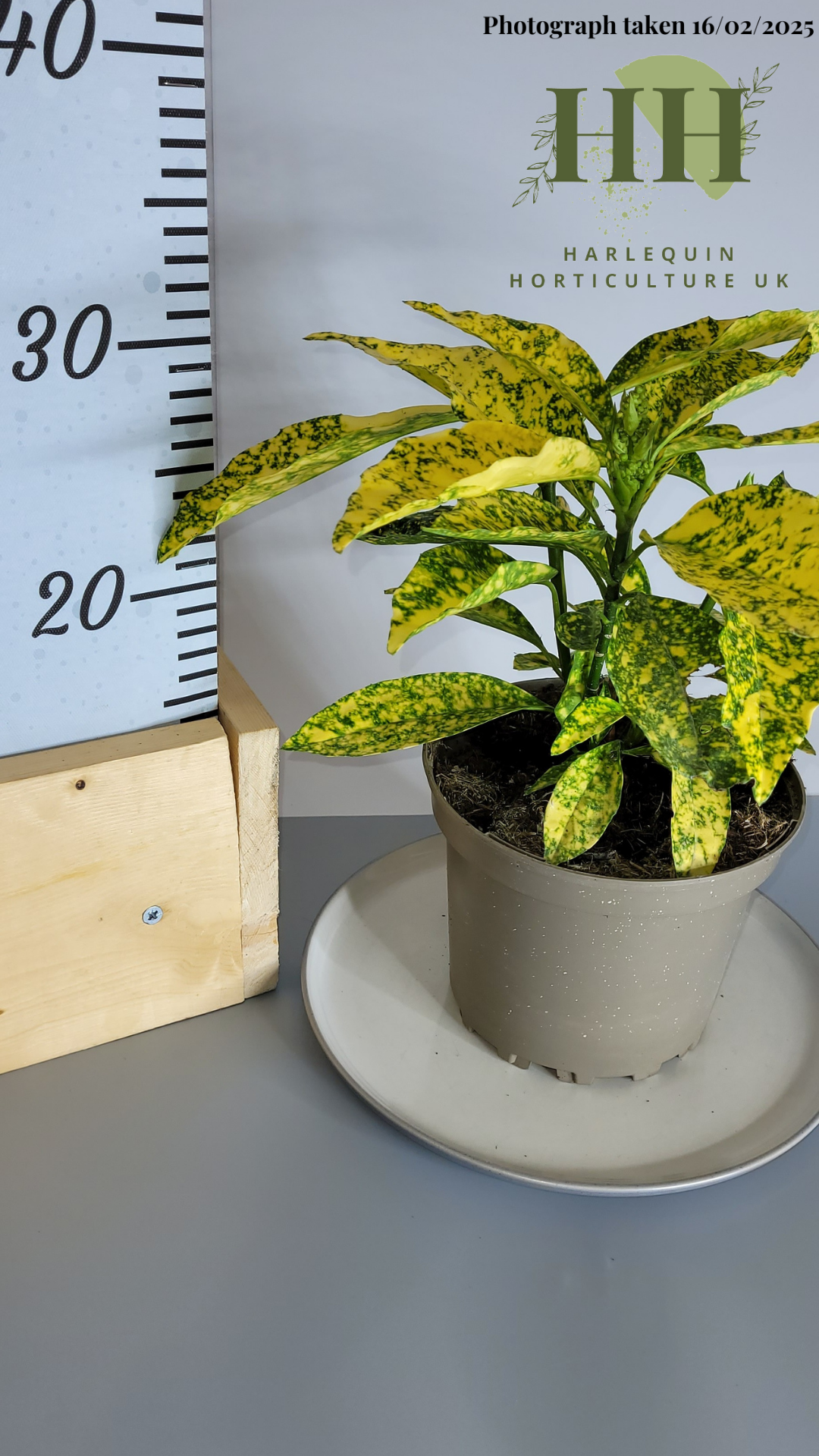 Aucuba japonica 'Gold King' | Evergreen Shrub | 2 litre, 17cm Pot | Current Height: 30cm, Pot included