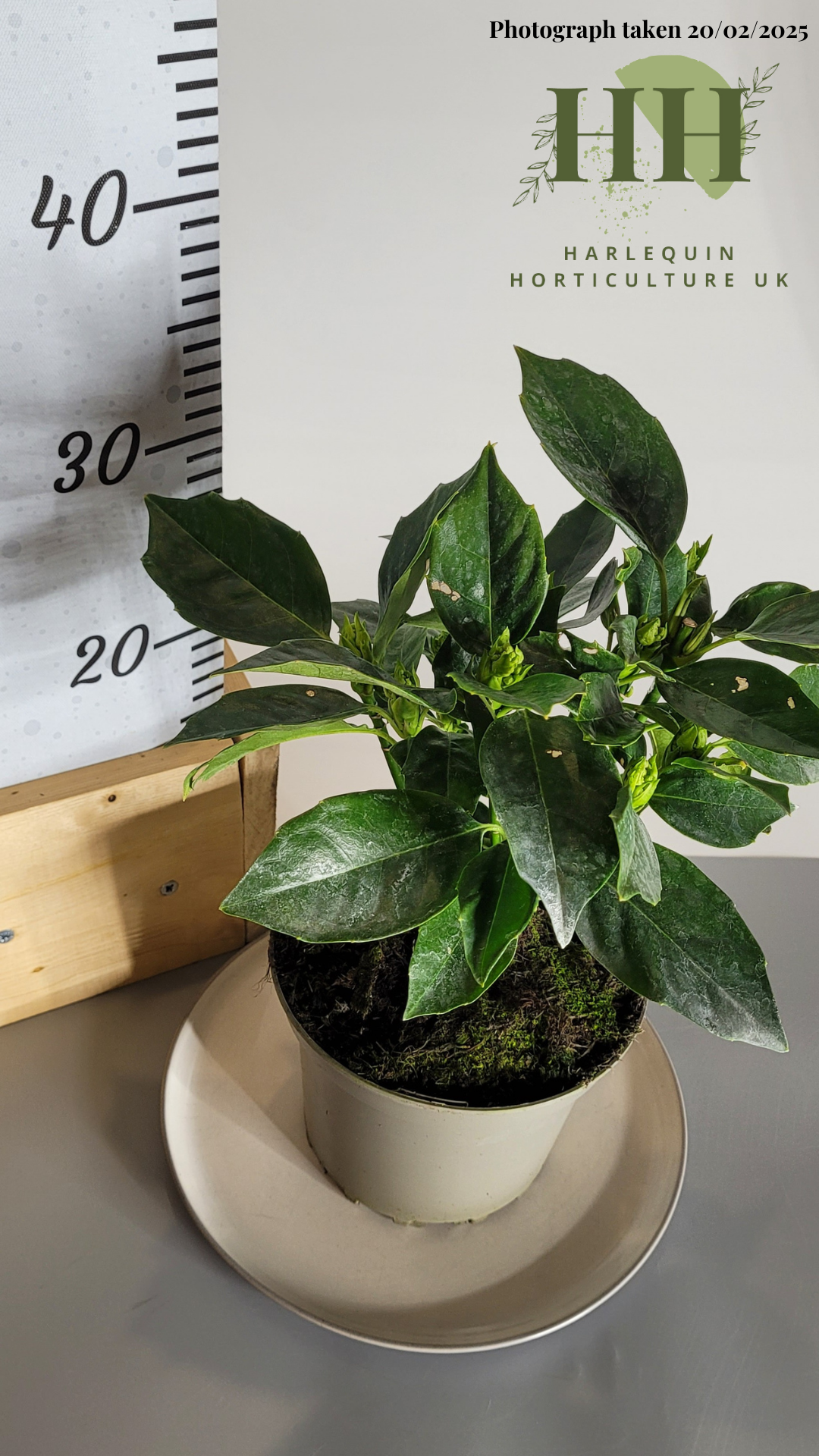 Aucuba japonica 'Rozannie' | Evergreen Shrub | Size: 3 litre, 19cm Pot | Current Height: 30cm, Pot included