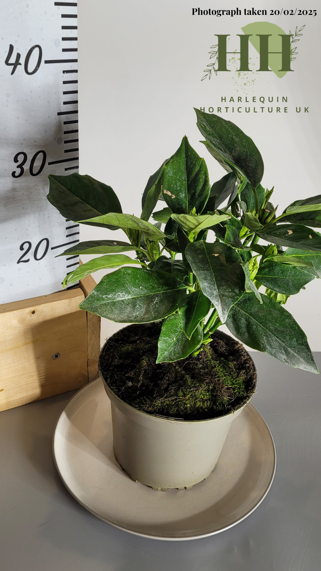 Aucuba japonica 'Rozannie' | Evergreen Shrub | Size: 3 litre, 19cm Pot | Current Height: 30cm, Pot included