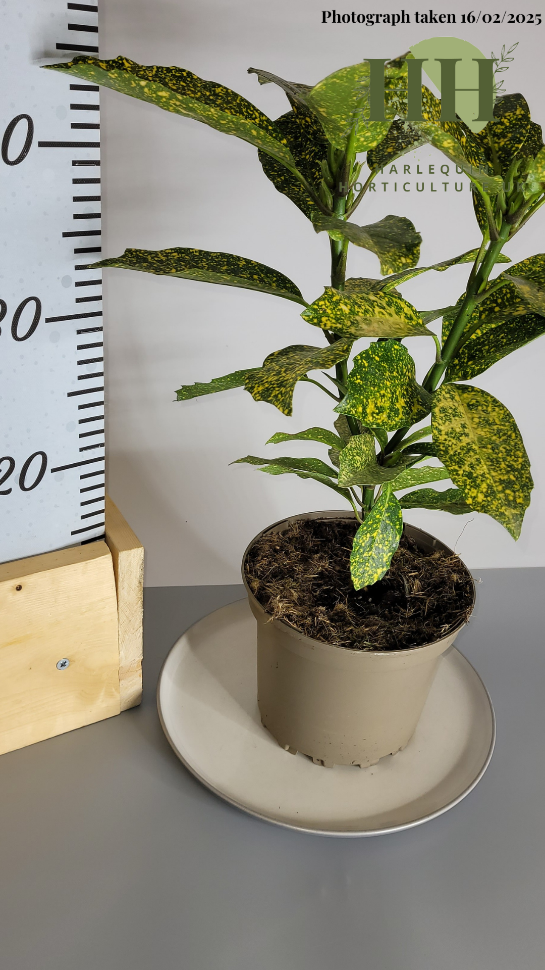 Aucuba japonica 'Variegata' | Evergreen Shrub | 2 litre, 17cm Pot | Current Height: 45cm, Pot included