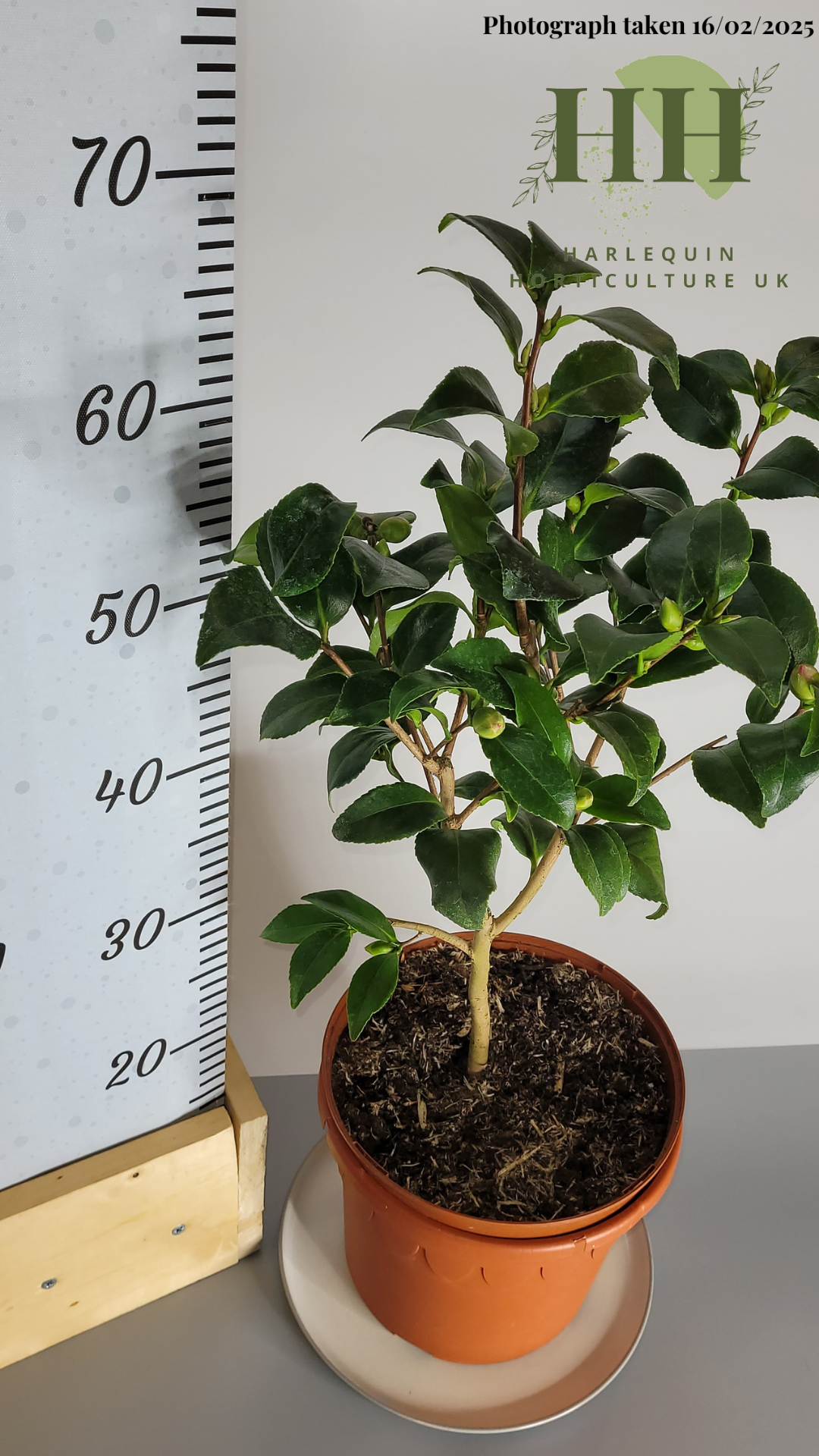 Camelia japonica 'Tiki' | Evergreen Shrub | 5 litre, 22.5cm Pot | Current Height: 60cm, Pot included