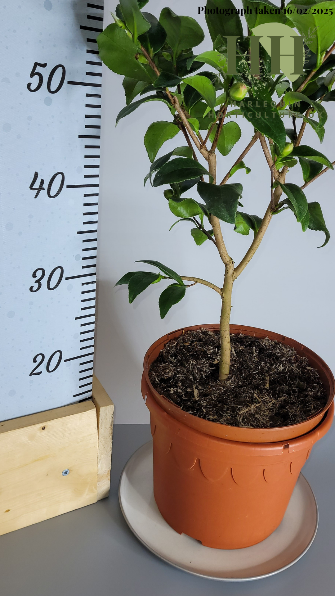 Camelia japonica 'Tiki' | Evergreen Shrub | 5 litre, 22.5cm Pot | Current Height: 60cm, Pot included