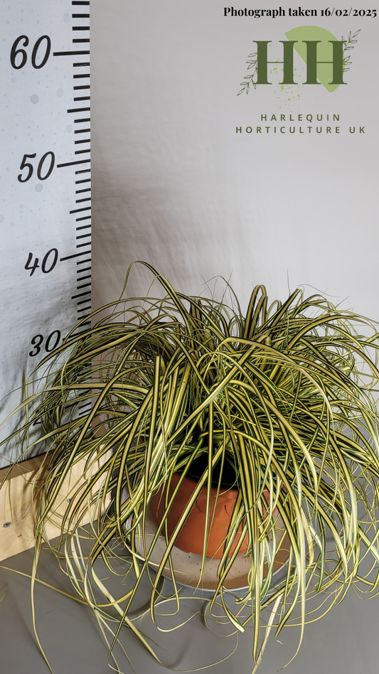 Carex morrowii 'Ice Dance' | Evergreen Grass | 5 litre, 22.5cm Pot | Current Height: 35cm, Pot included