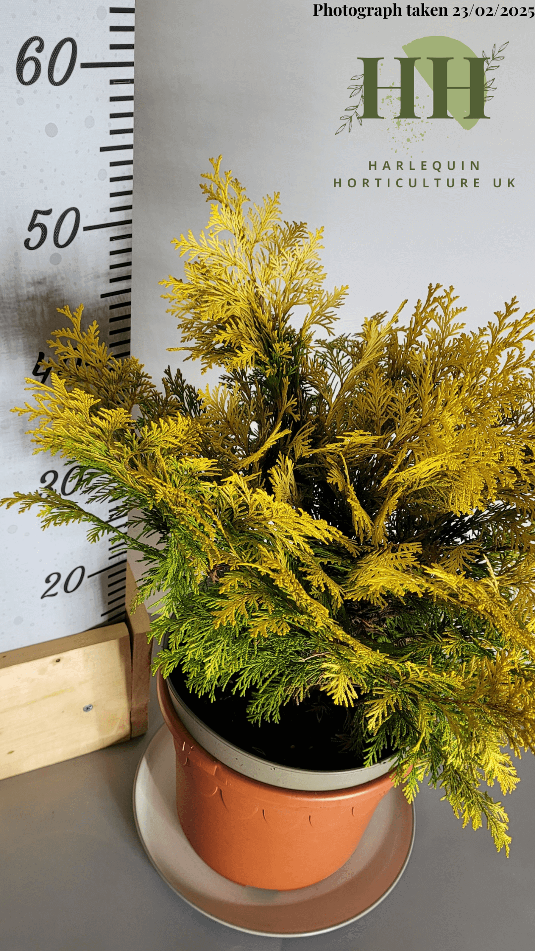 Chamaecyparis lawsoniana 'Sunny Smile' | Evergreen Conifer | Size: 5 litre, 22.5cm Pot | Current Height: 50cm, Pot included