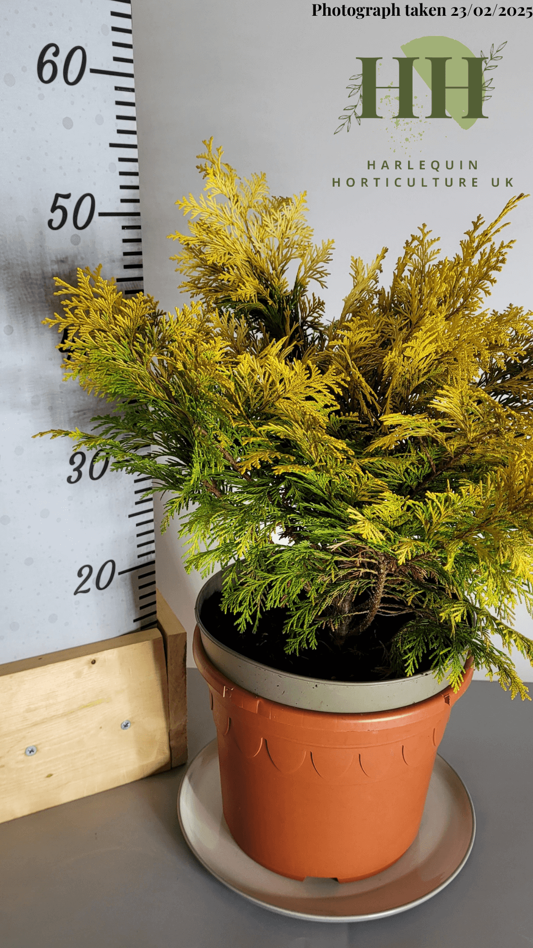 Chamaecyparis lawsoniana 'Sunny Smile' | Evergreen Conifer | Size: 5 litre, 22.5cm Pot | Current Height: 50cm, Pot included