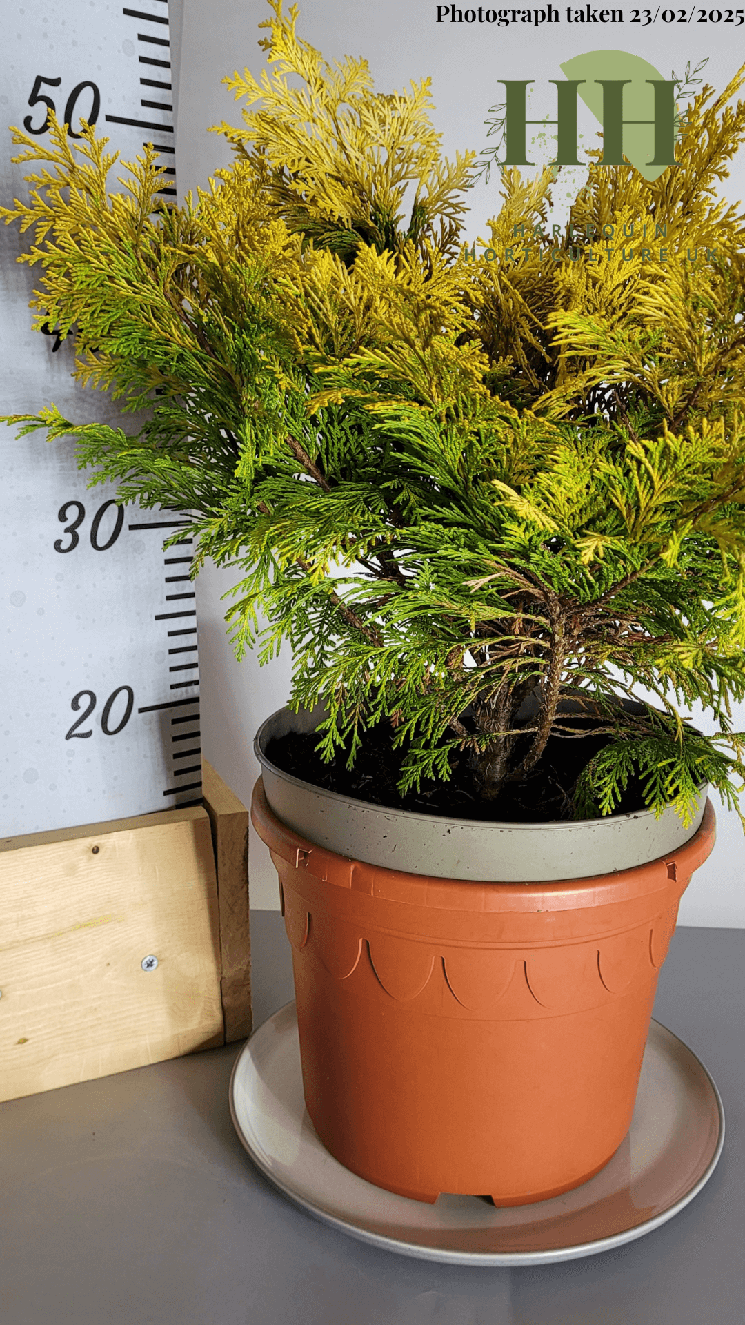 Chamaecyparis lawsoniana 'Sunny Smile' | Evergreen Conifer | Size: 5 litre, 22.5cm Pot | Current Height: 50cm, Pot included