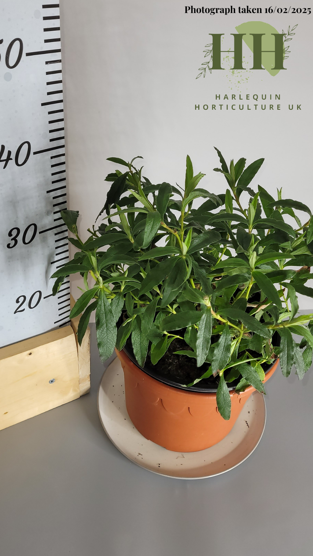 Cistus purpureus | Evergreen Shrub | Size: 5 litre, 22.5cm Pot | Current Height: 35cm, Pot included