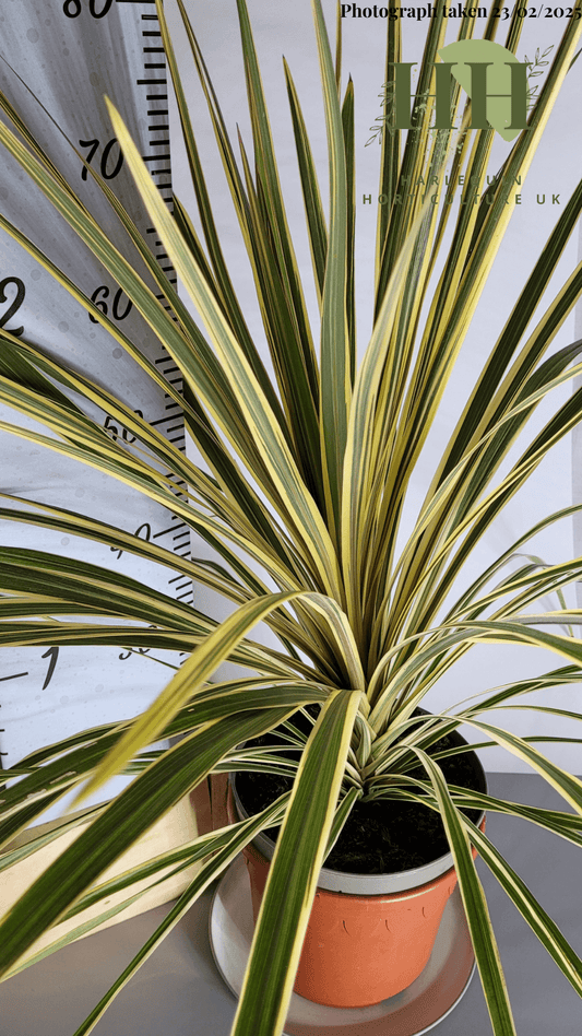 Cordyline australis 'Torbay Dazzler' | Evergreen Shrub | Size: 5 litre, 22.5cm Pot | Current Height: 75cm, Pot included