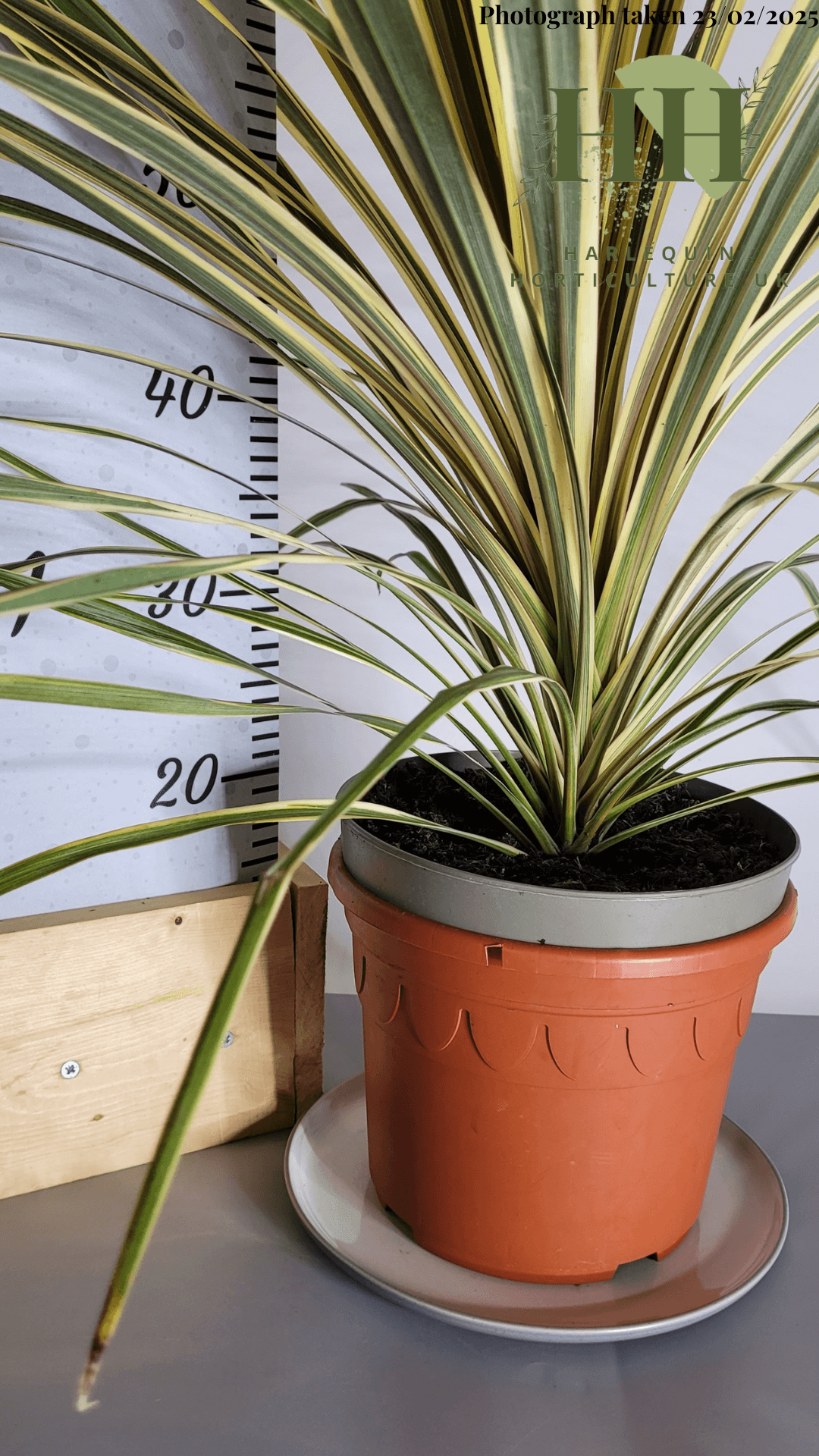 Cordyline australis 'Torbay Dazzler' | Evergreen Shrub | Size: 5 litre, 22.5cm Pot | Current Height: 75cm, Pot included