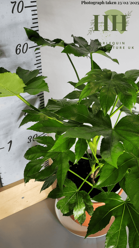 Fatsia japonica | Evergreen Shrub | Size: 5 litre, 22.5cm Pot | Current Height: 55cm Pot included