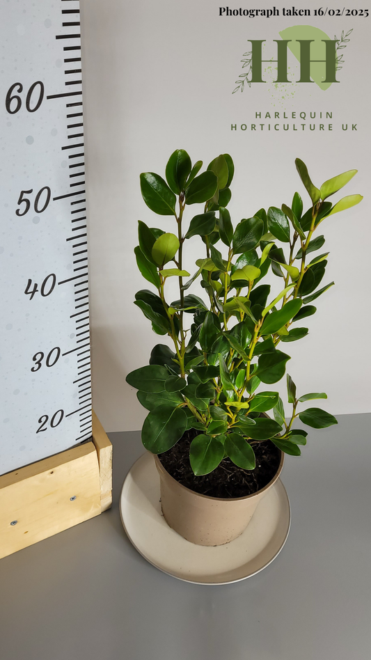 Griselinia littoralis 'Green Horizon' | Evergreen Shrub | Size: 2 litre, 17cm Pot | Current Height: 50cm, Pot included