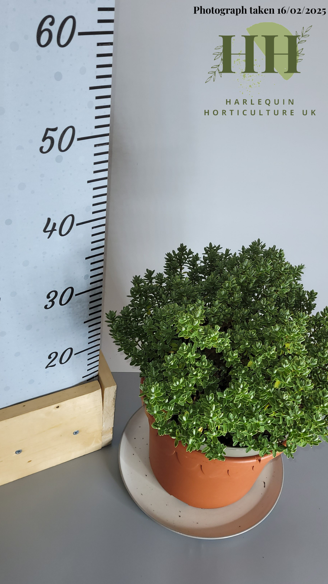 Hebe ping 'Sutherlandii' | Evergreen Shrub | 5 litre, 22.5cm Pot | Current Height: 45cm, Pot included